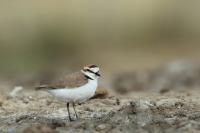 Charadrius alexandrinus