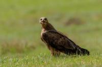 Aquila nipalensis