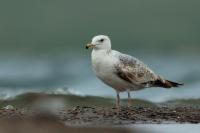 Larus vegae mongolicus