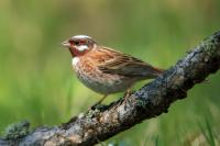 Emberiza leucocephalos