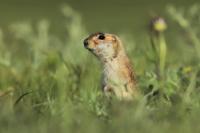 Long-tailed ground squirrel