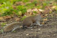 Eastern gray squirrel