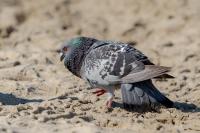 Columba livia domestica