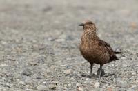 Stercorarius skua