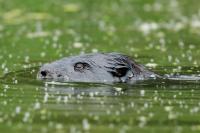 Eurasian beaver