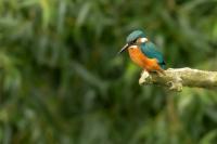 Alcedo atthis