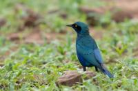 Lamprotornis chalybaeus