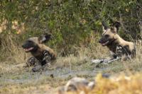 African wild dog