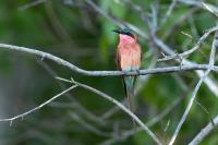 Merops nubicoides