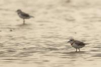 Charadrius pallidus