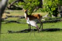 Grus carunculata