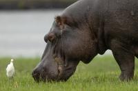 Common hippopotamus