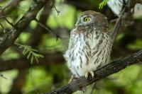 Glaucidium perlatum