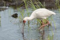 Platalea alba