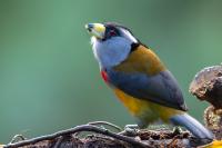 ECUADOR-FAUNA