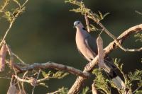 Streptopelia semitorquata