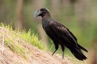 Corvus crassirostris