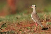 Vanellus coronatus