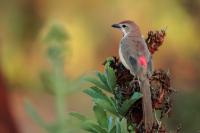 Rhodophoneus cruentus