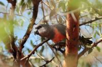 Poicephalus rufiventris