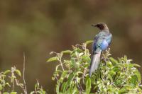 Lamprotornis regius