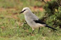 Zavattariornis stresemanni