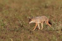 African golden wolf