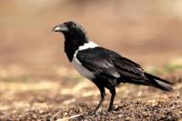 Corvus albus