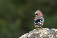 Garrulus glandarius