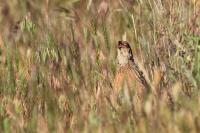 Coturnix coturnix