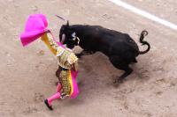 Bullfighting