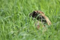 European hare