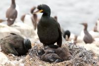 Phalacrocorax aristotelis