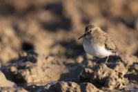 Calidris temminckii 