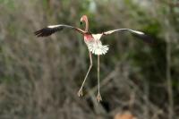 Phoenicopterus ruber