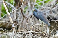 Egretta tricolor