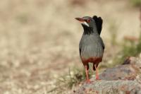 Turdus plumbeus