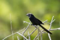 Crotophaga sulcirostris