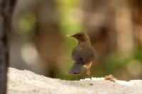 Turdus grayi