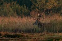 Red deer