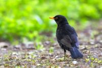 Turdus merula