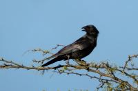 Corvus palmarum