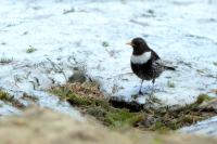 Turdus torquatus