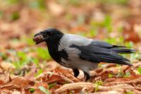 Corvus cornix