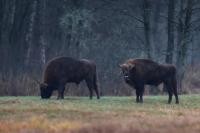 European bison