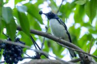 Setophaga caerulescens