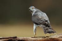 Accipiter gentilis