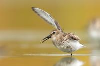 Calidris alpina