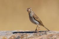 Anthus berthelotii