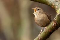 Troglodytes troglodytes